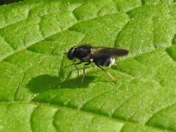 Image of Adoxomyia subulata (Loew 1866)