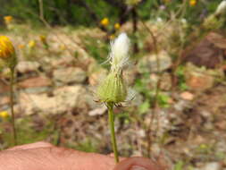 Image of Crepis commutata (Spreng.) W. Greuter