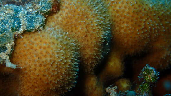 Image of thorn coral