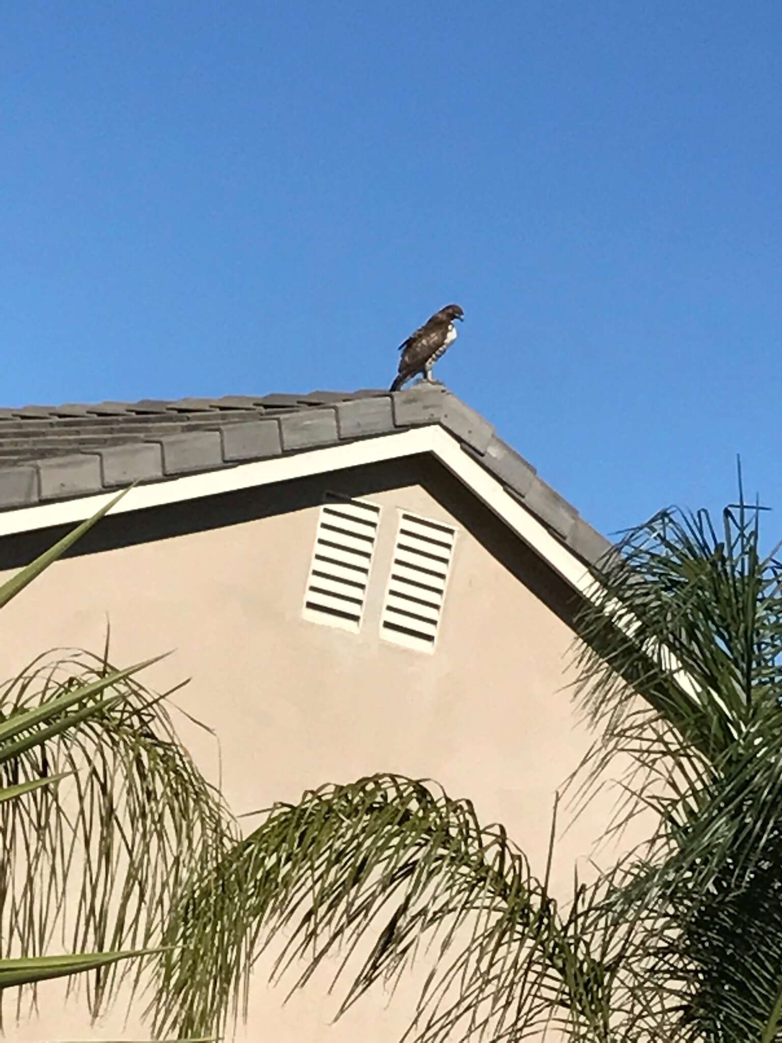 Imagem de Buteo jamaicensis calurus Cassin 1855