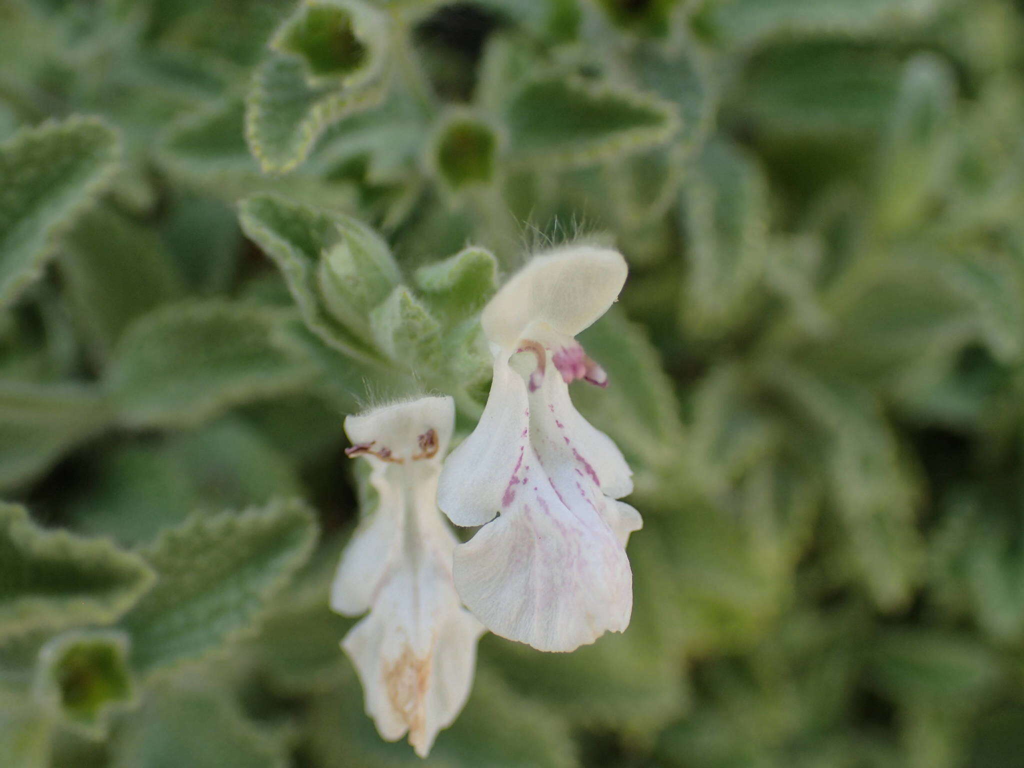 Слика од Stachys swainsonii Benth.