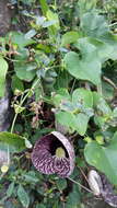 صورة Aristolochia elegans Mast.