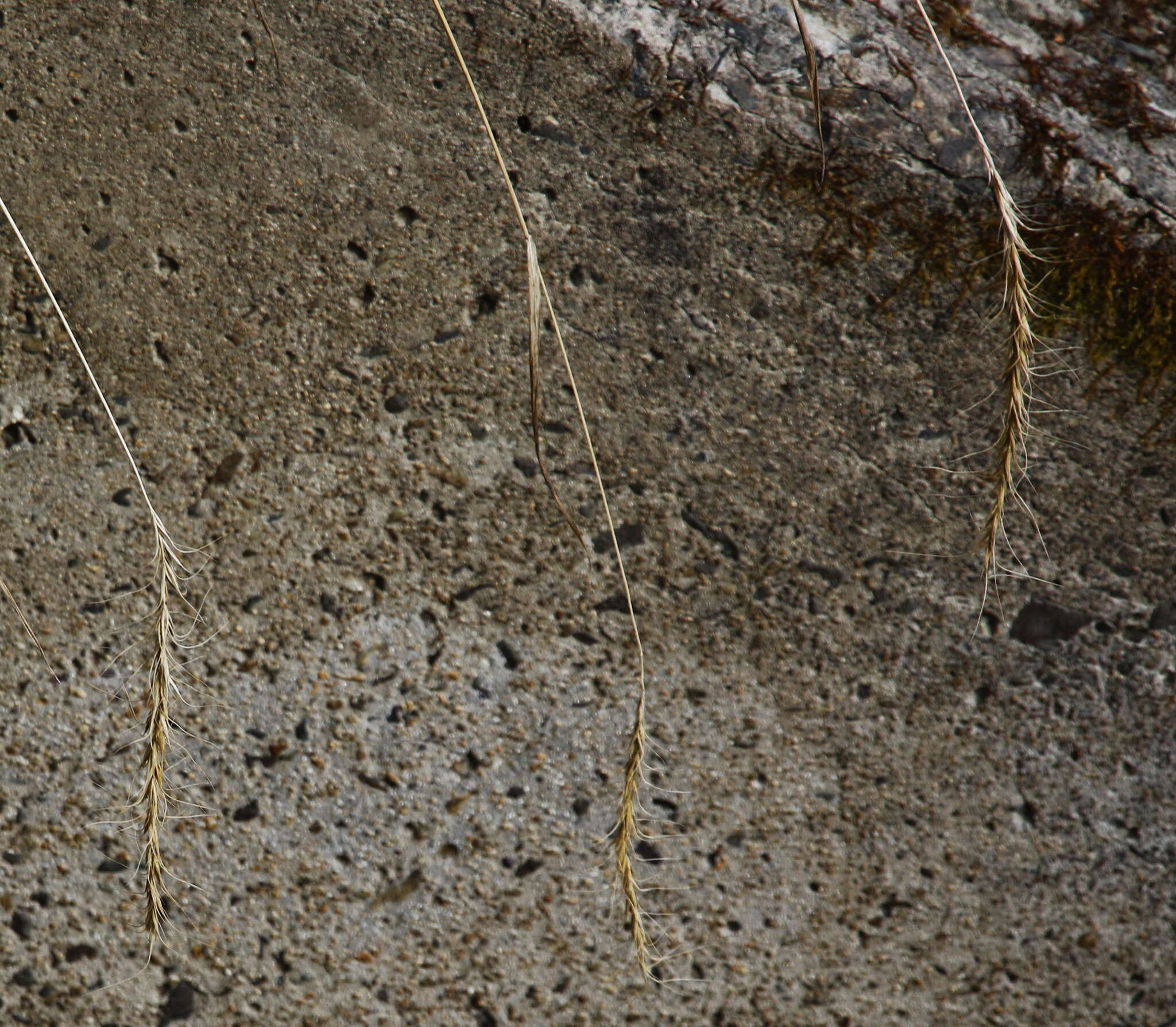 Слика од Elymus gmelinii (Trin.) Tzvelev