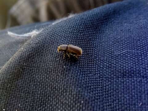 Image of Goldenhaired bark beetle