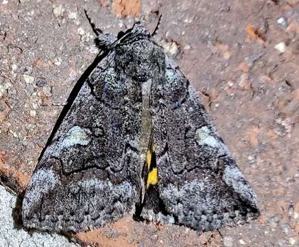 Image of Similar Underwing