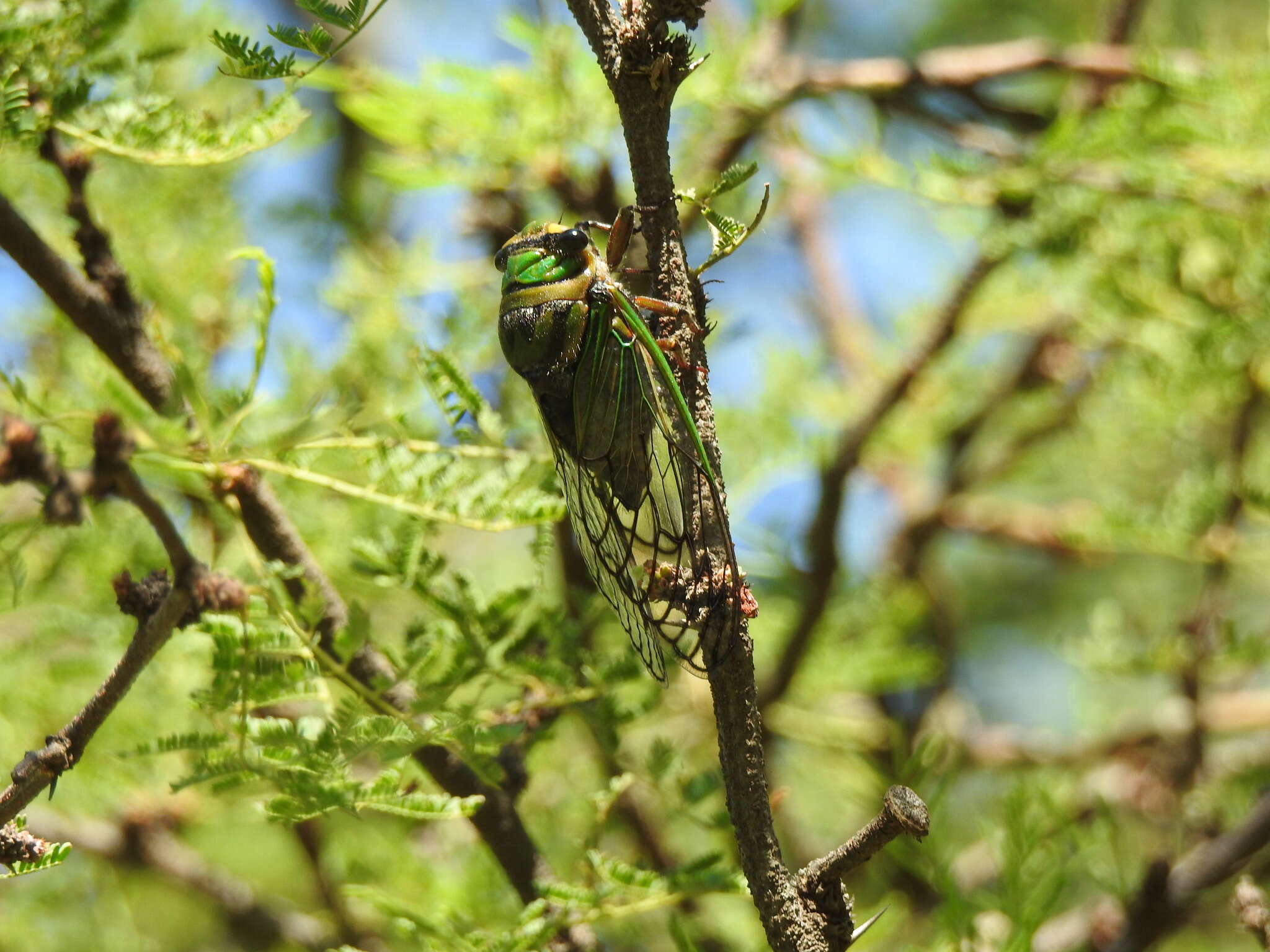 Image of Guyalna bonaerensis (Berg 1879)