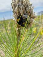 Слика од Bombus zonatus Smith 1854