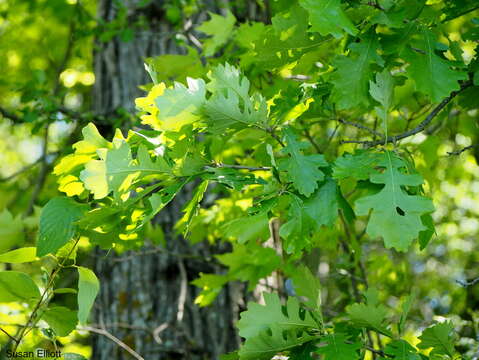 Image of Bur Oak