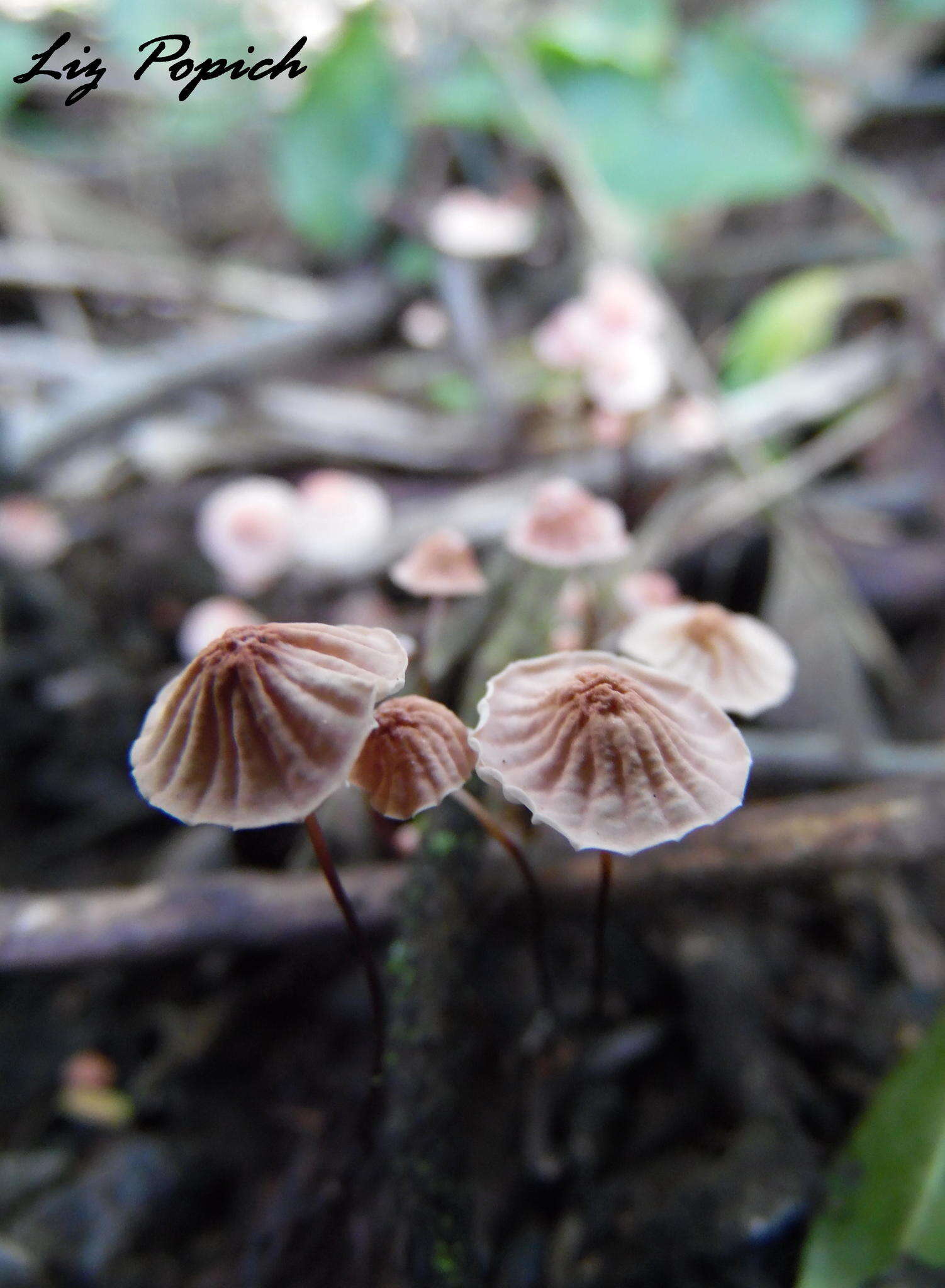 Image of Marasmius haematocephalus (Mont.) Fr. 1838