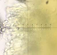 Image of Otidea subformicarum Olariaga, Van Vooren, Carbone & K. Hansen 2015