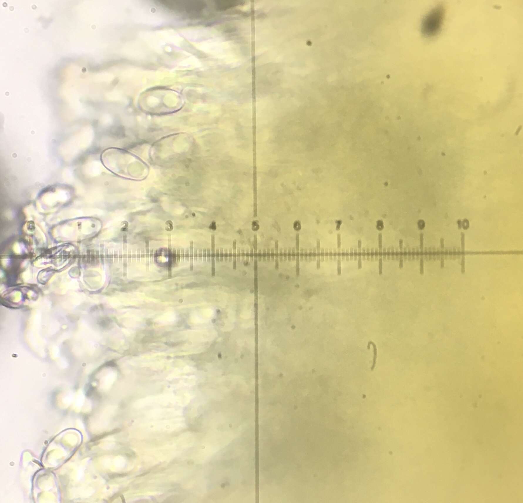 Image of Otidea subformicarum Olariaga, Van Vooren, Carbone & K. Hansen 2015