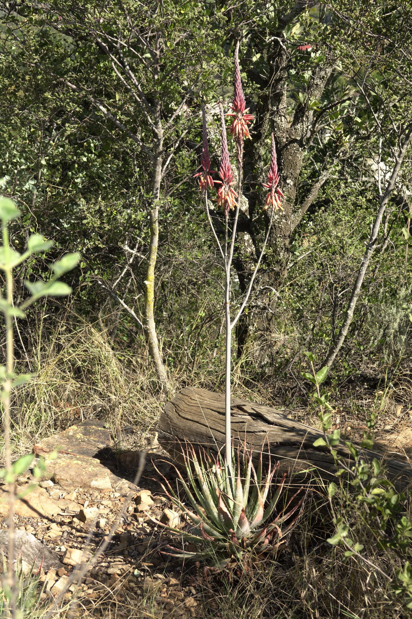 Image of Pretoria aloe