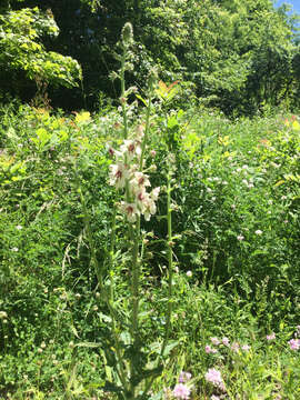 Imagem de Verbascum blattaria L.