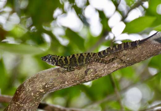 Imagem de Anolis rubribarbus Barbour & Ramsden 1919