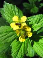 Image de Geum macrophyllum var. macrophyllum