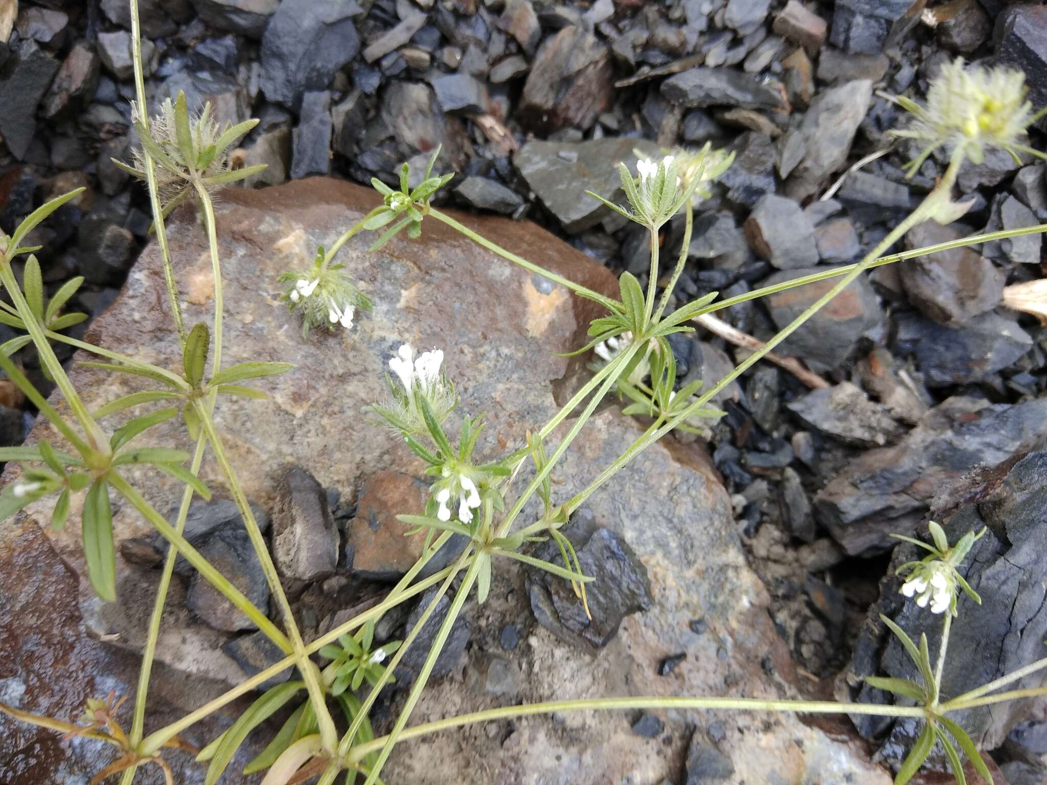 Imagem de Asperula arvensis L.