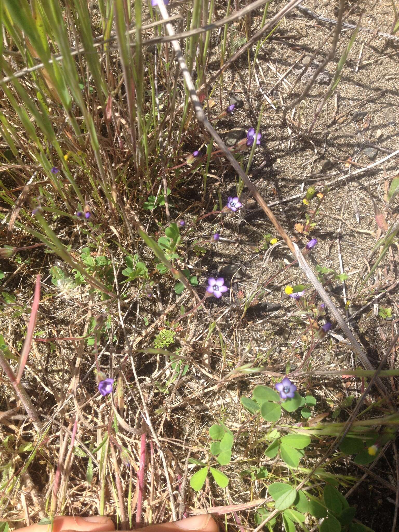 Image of manyleaf gilia