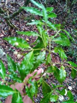 Image of Psychotria andevorantensis Bremek.