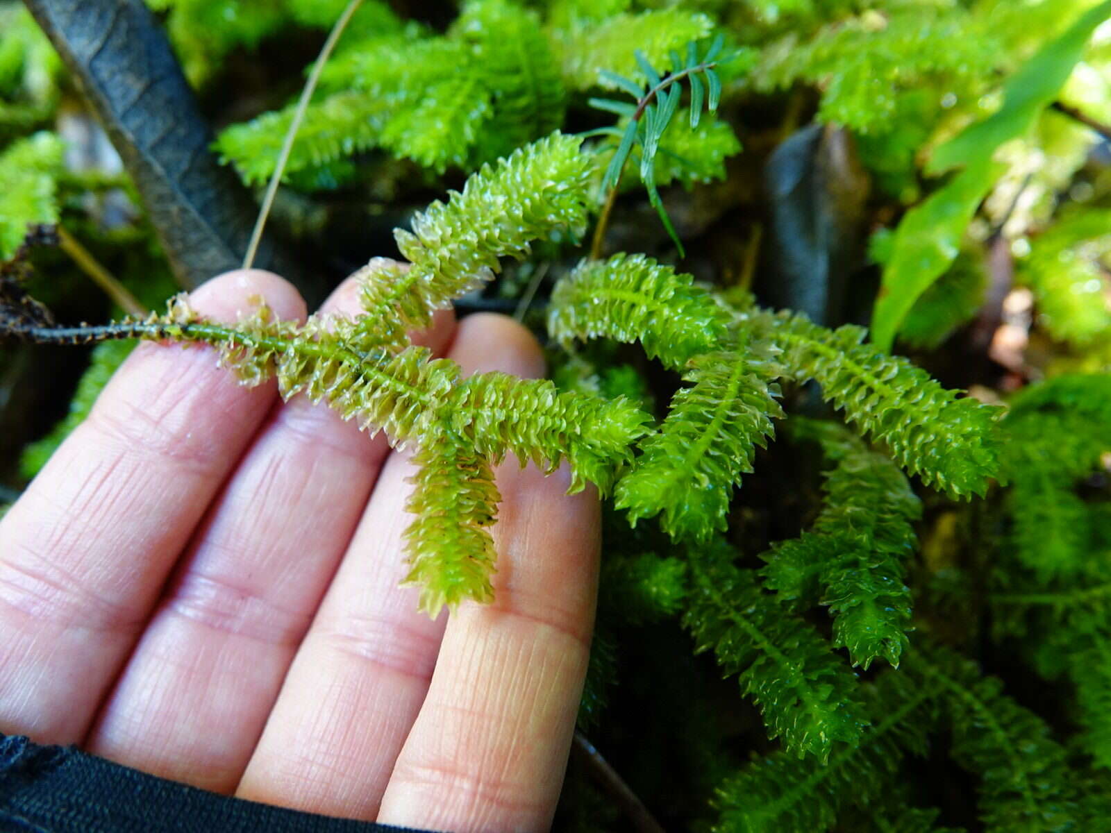 Image of Schistochila nobilis (Hook.) Trevis.