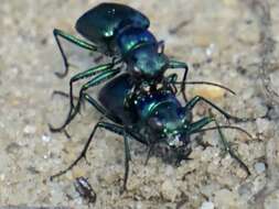 Image of Autumn Tiger Beetle