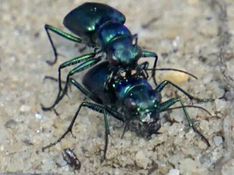 Image of Autumn Tiger Beetle
