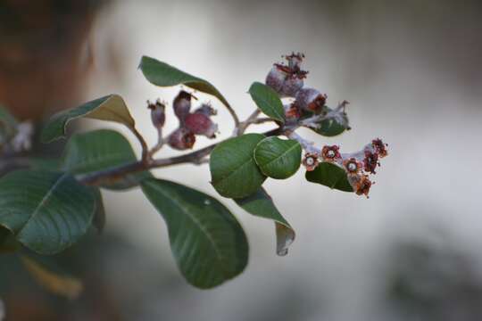 Imagem de Malacomeles nervosa (Decne.) G. N. Jones