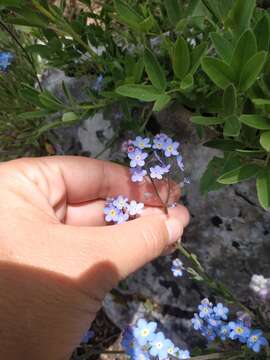 Imagem de Myosotis lithospermifolia (Willd.) Hornem.