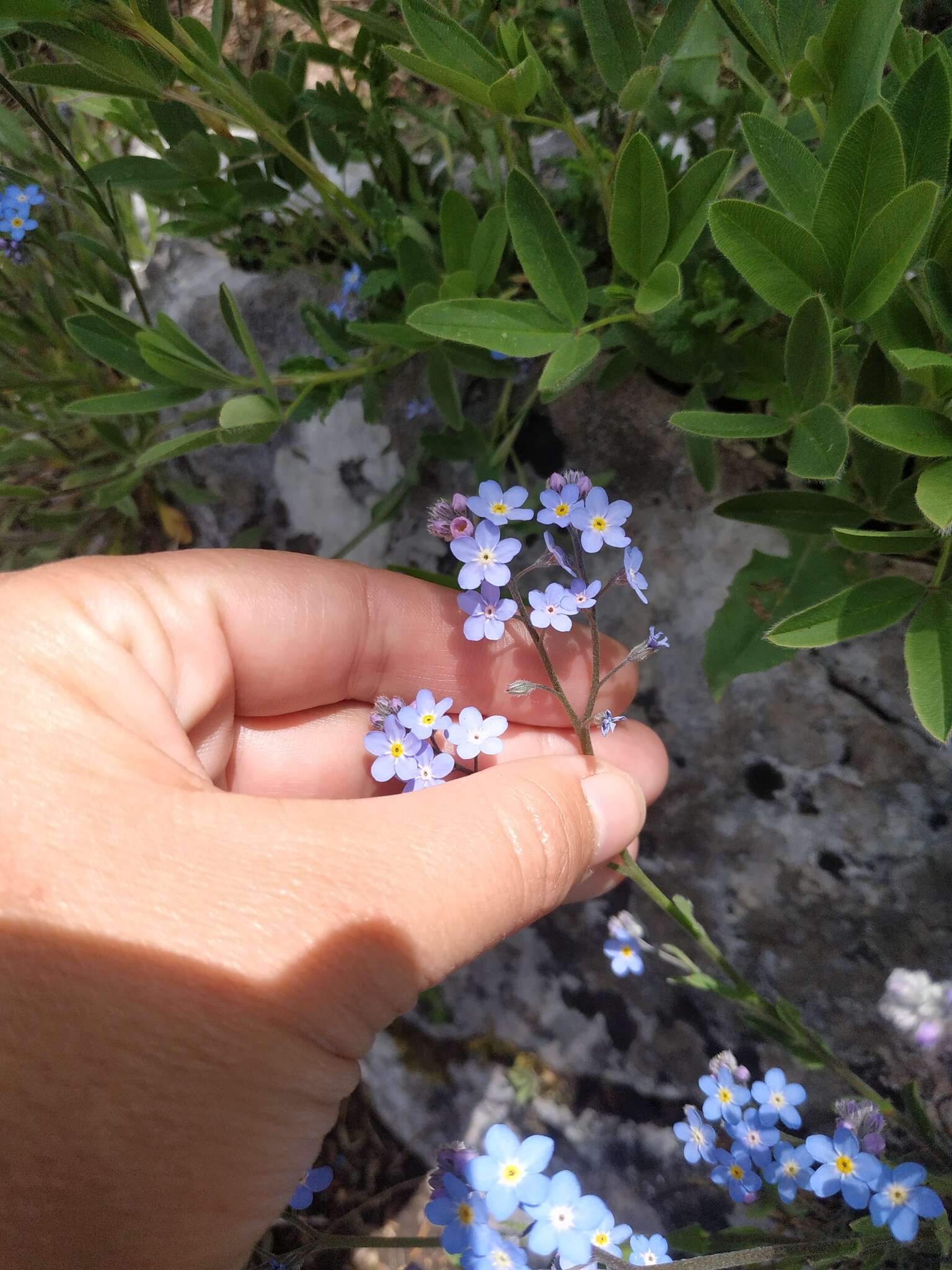 Plancia ëd Myosotis lithospermifolia (Willd.) Hornem.