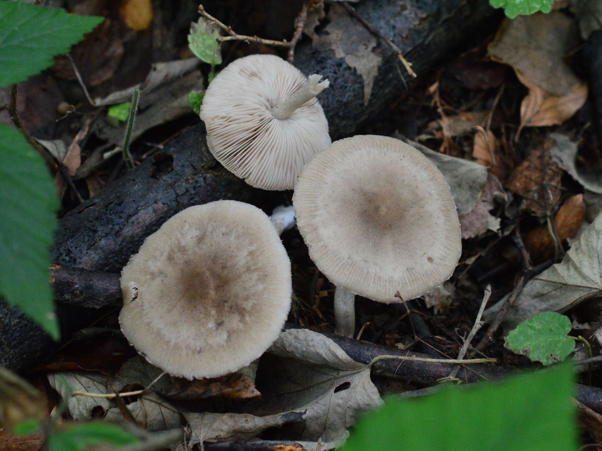 Coprinopsis melanthina (Fr.) Örstadius & E. Larss. 2015 resmi