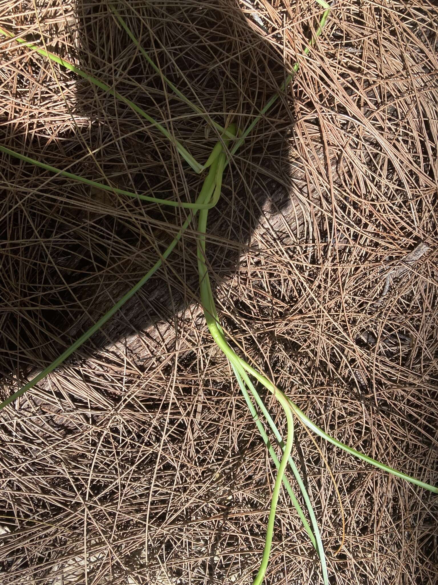 Image of Short-Beak Beak Sedge