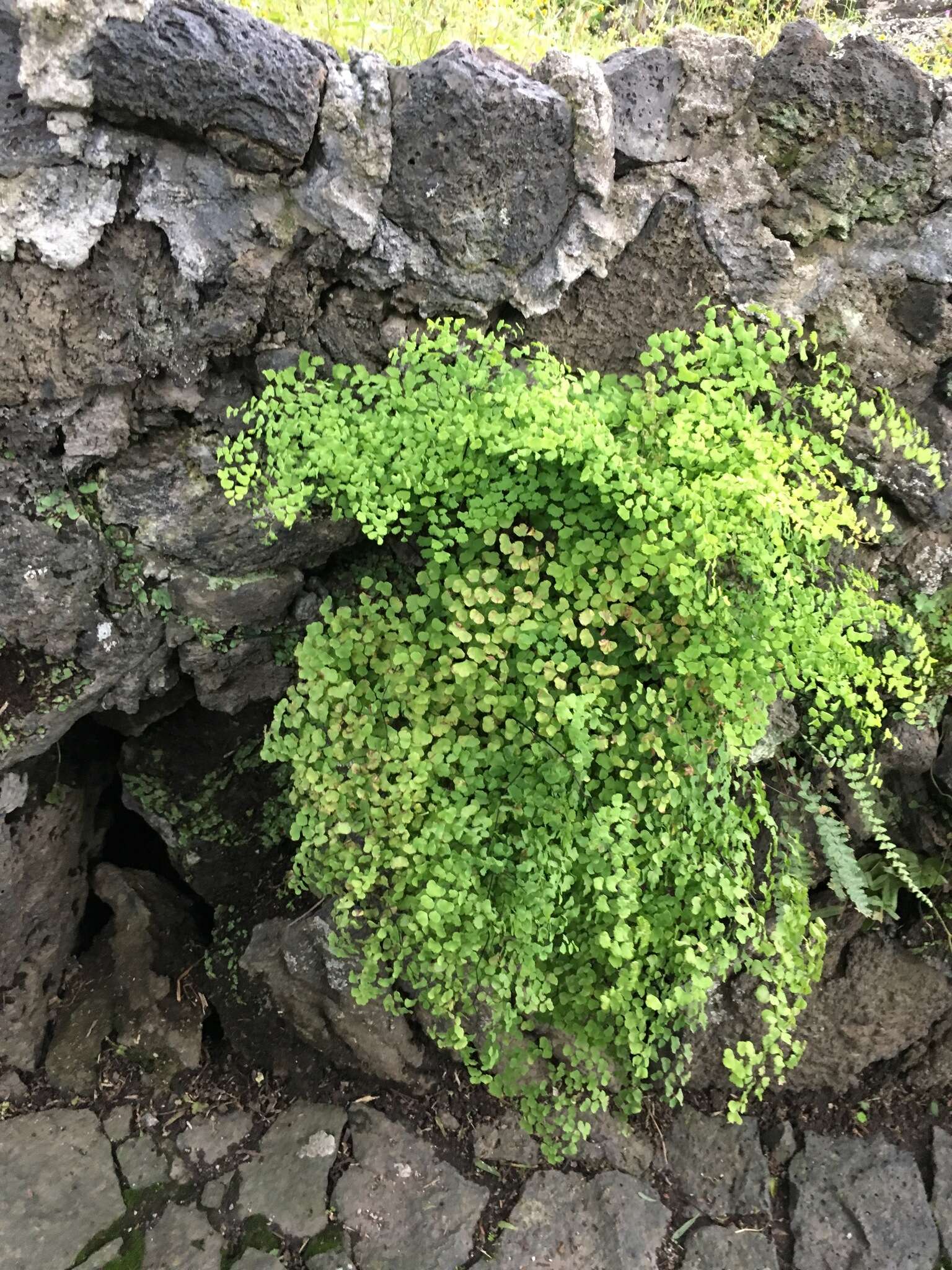 Adiantum poiretii Wikstr.的圖片