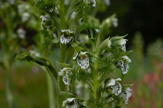 Imagem de Bipinnula fimbriata (Poepp.) I. M. Johnst.