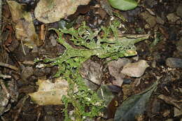 Image de Pseudocyphellaria billardierei (Delise) Räsänen