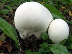 Image of Calvatia gigantea (Batsch) Lloyd 1904