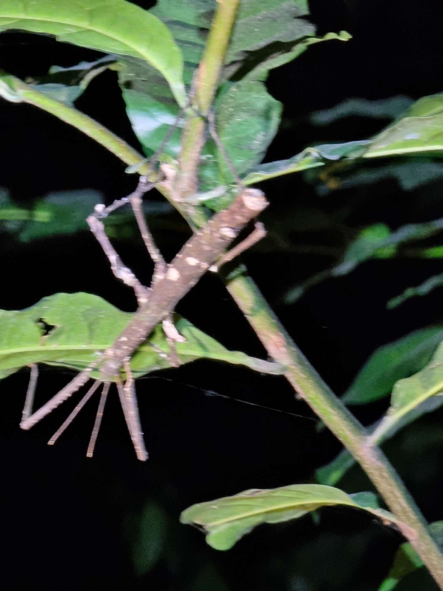 Image of Onchestus gorgus (Westwood 1859)