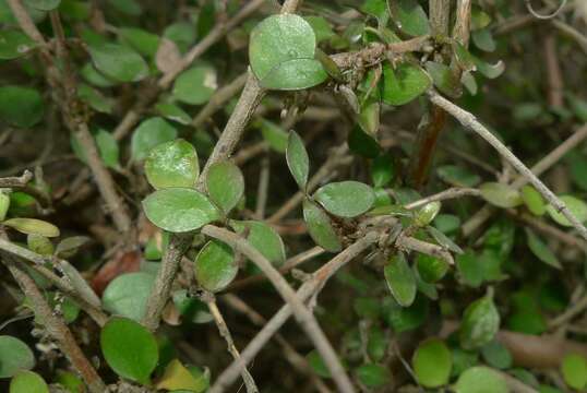 Imagem de Coprosma rhamnoides A. Cunn.