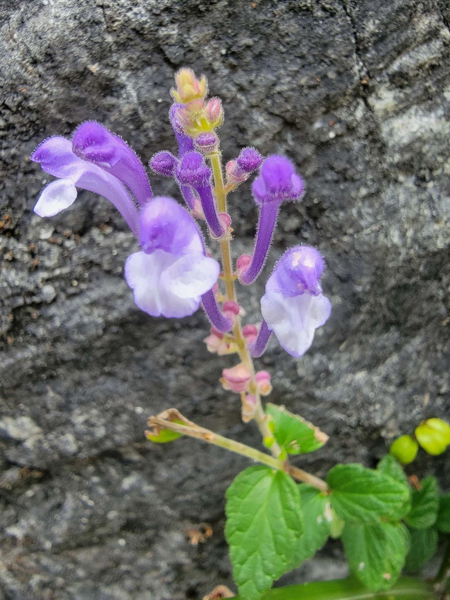 Sivun Scutellaria indica var. indica kuva