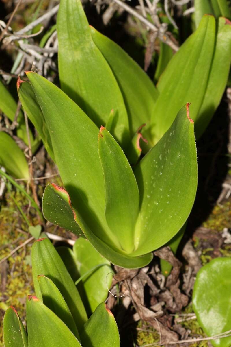 Imagem de Bulbine alooides (L.) Willd.