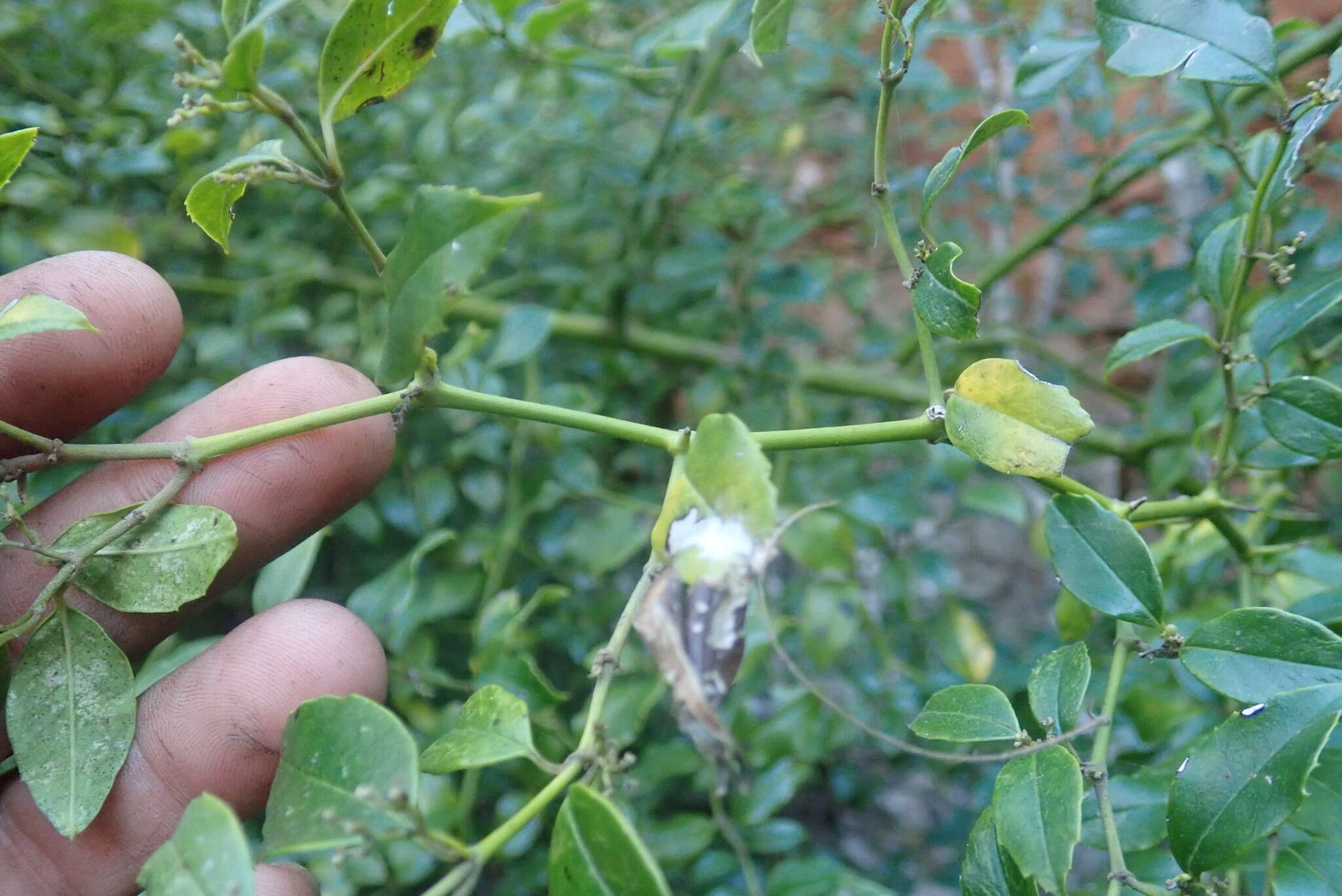 Image of Lemon-thorn