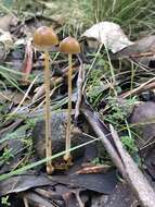 Image de Protostropharia