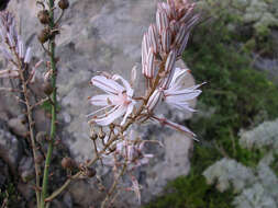 Image of Asphodelus ramosus subsp. distalis Z. Díaz & Valdés