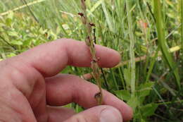 Drosera filiformis var. tracyi (Macf. ex Diels) Diels的圖片