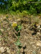 Imagem de Trifolium grandiflorum Schreb.