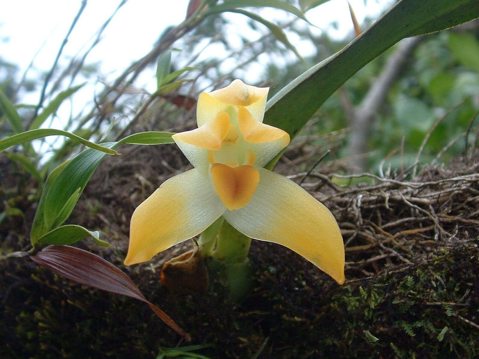 Image of Maxillaria mombachoensis A. H. Heller ex J. T. Atwood