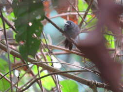 Image of Riparian Antbird