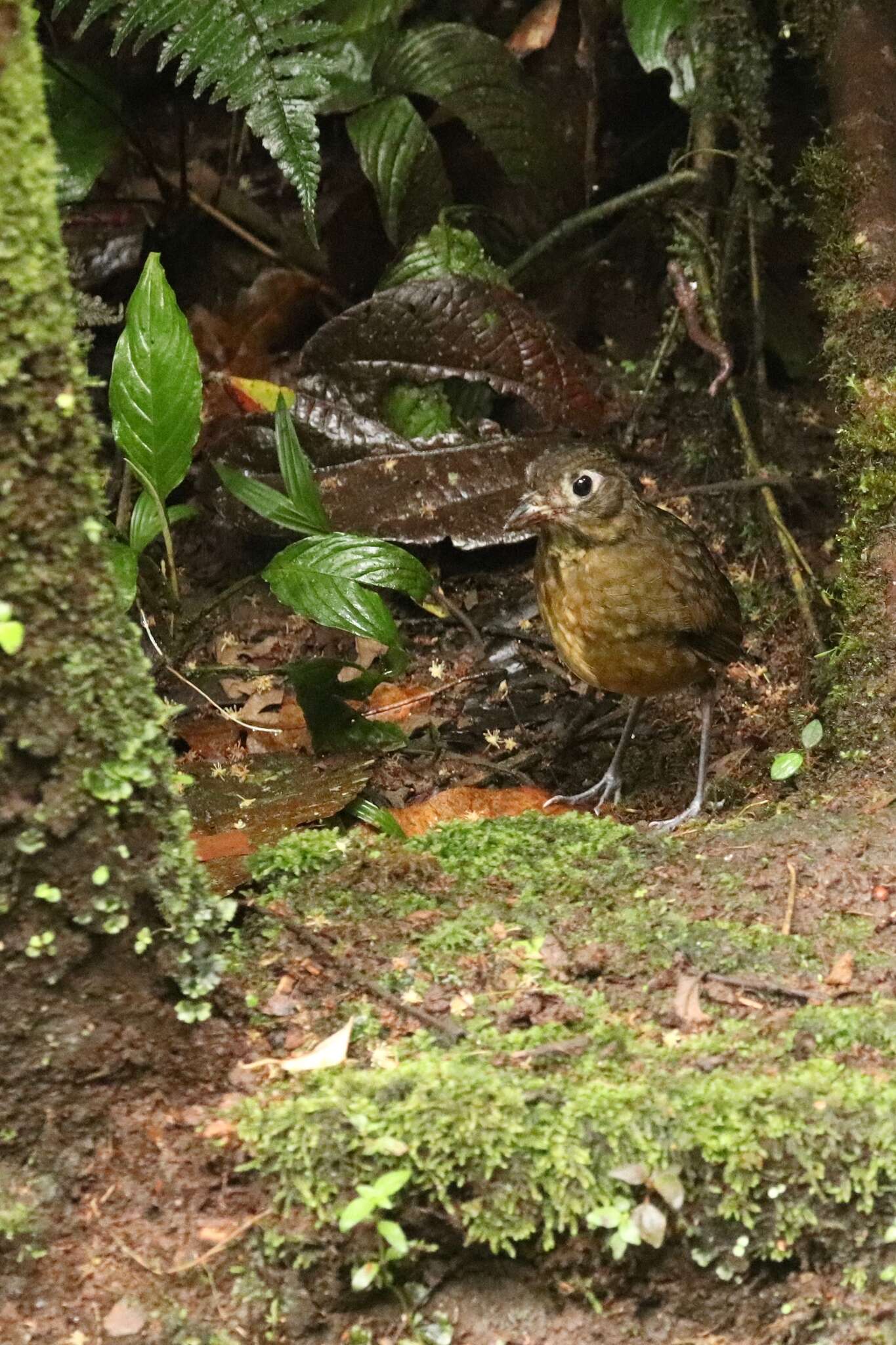 Image of Plain-backed Antpitta