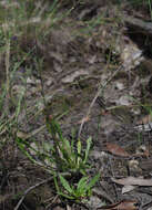 Image of Goodenia purpurascens R. Br.
