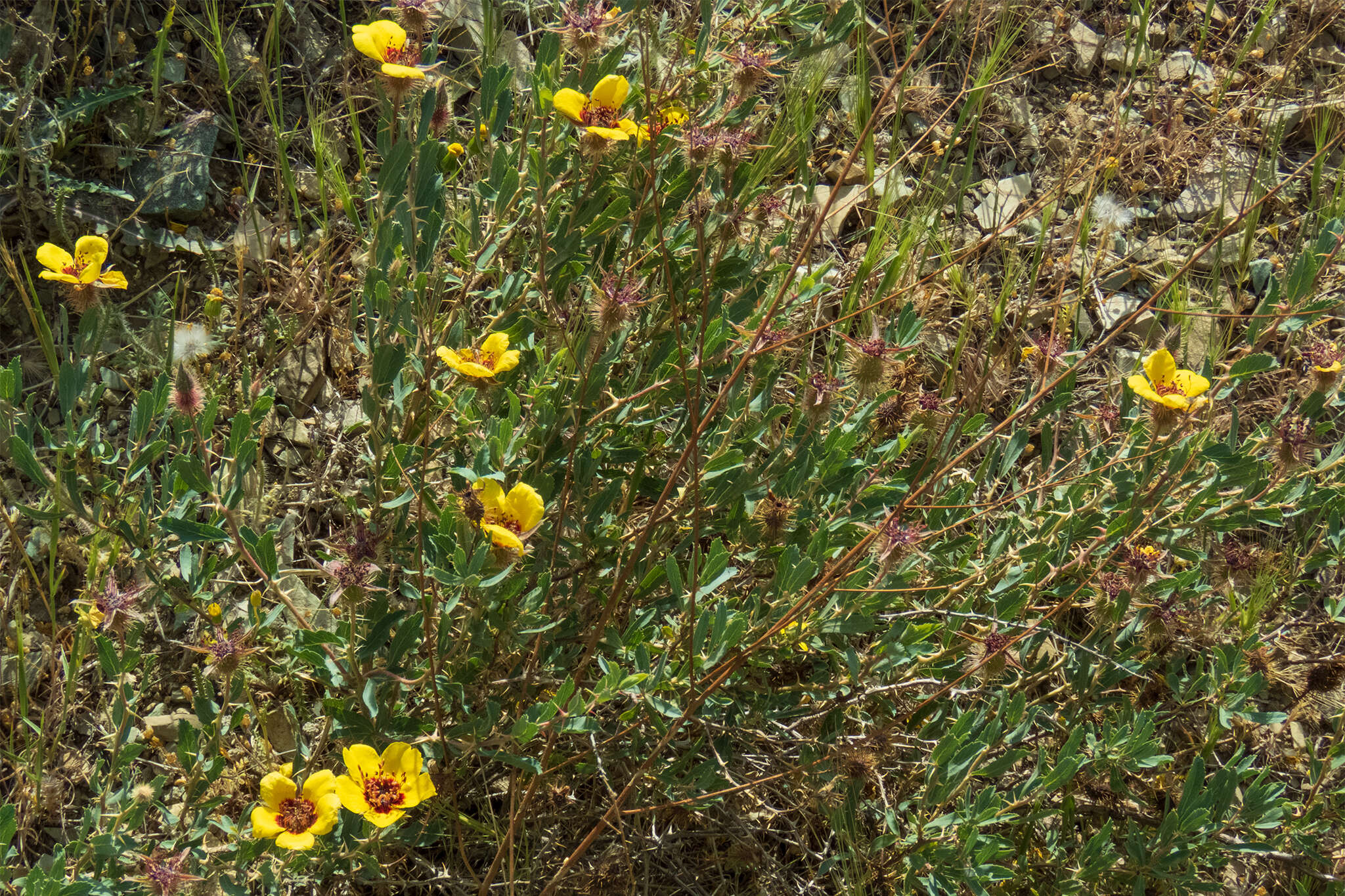 Image of Rosa persica Michx. ex J. F. Gmel.