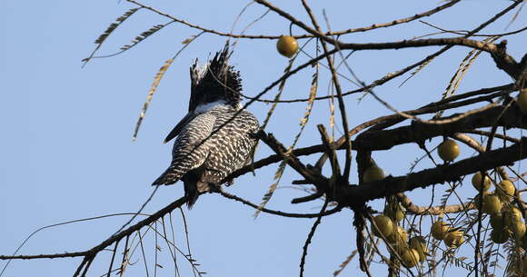 Image of Crested Kingfisher