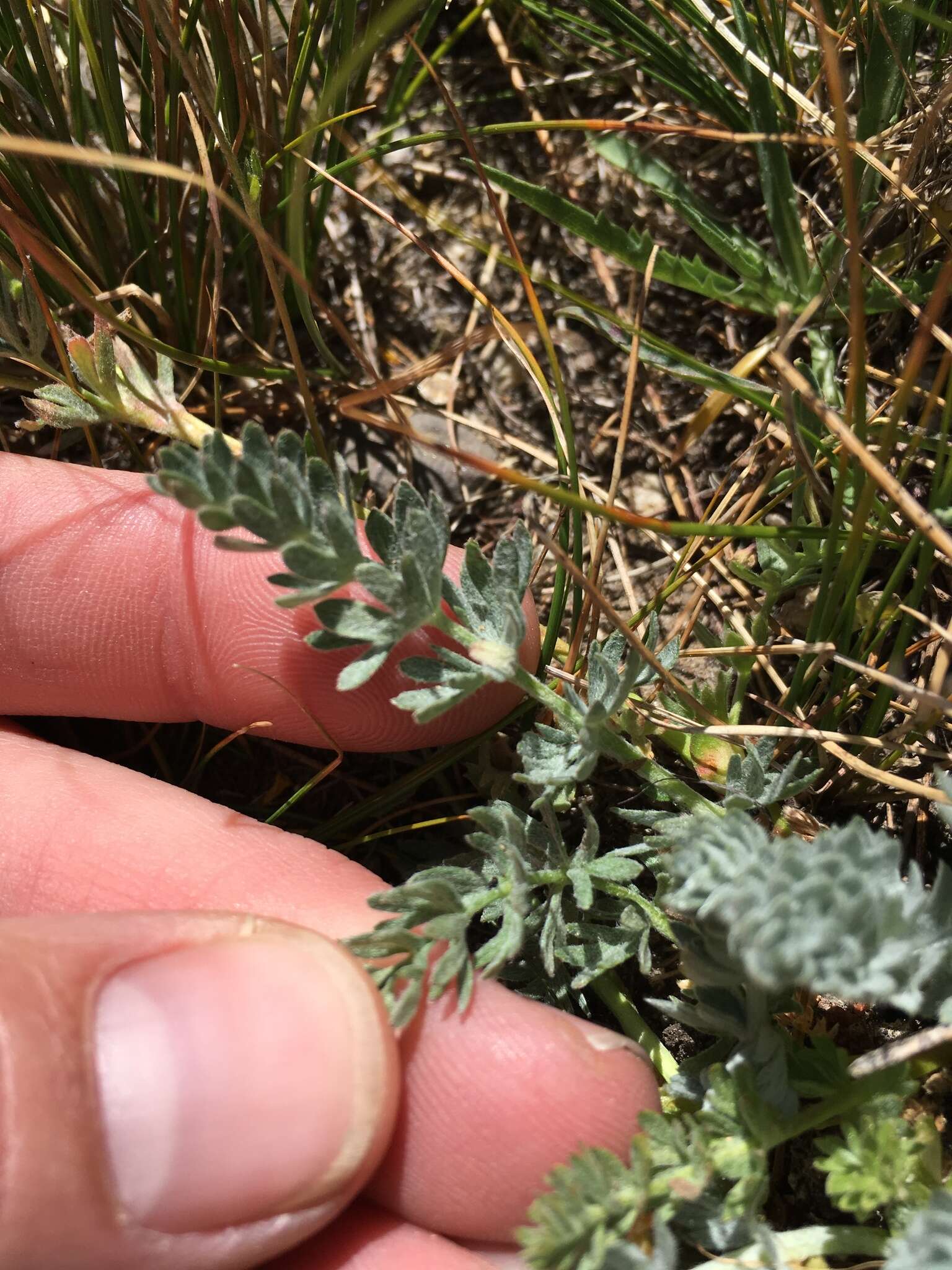 Слика од Potentilla drummondii subsp. breweri (S. Wats.) B. Ertter